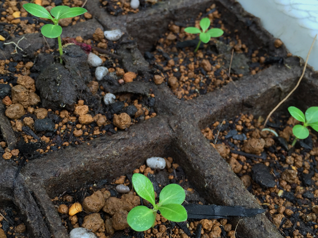 種を蒔いてから約４ヶ月かかってティアレの芽が沢山生えてきました。