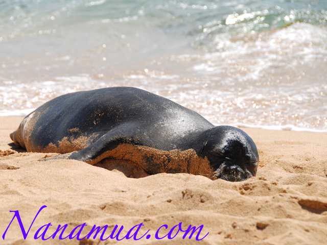 ハワイアンモンクシール