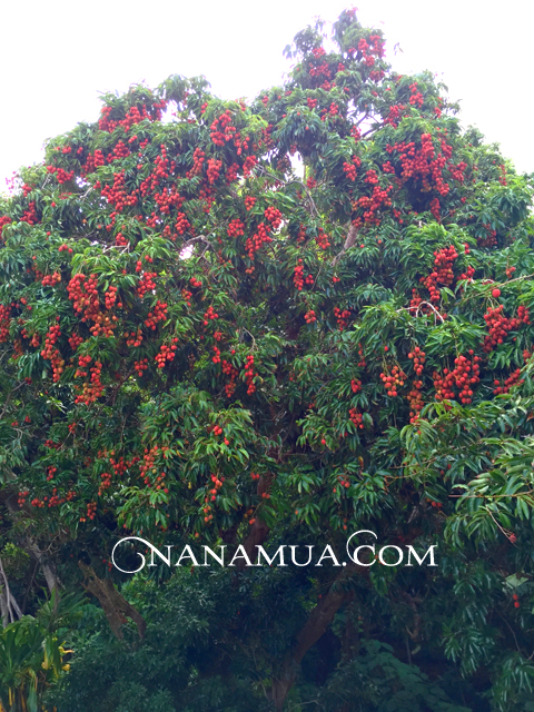 ライチー大豊作